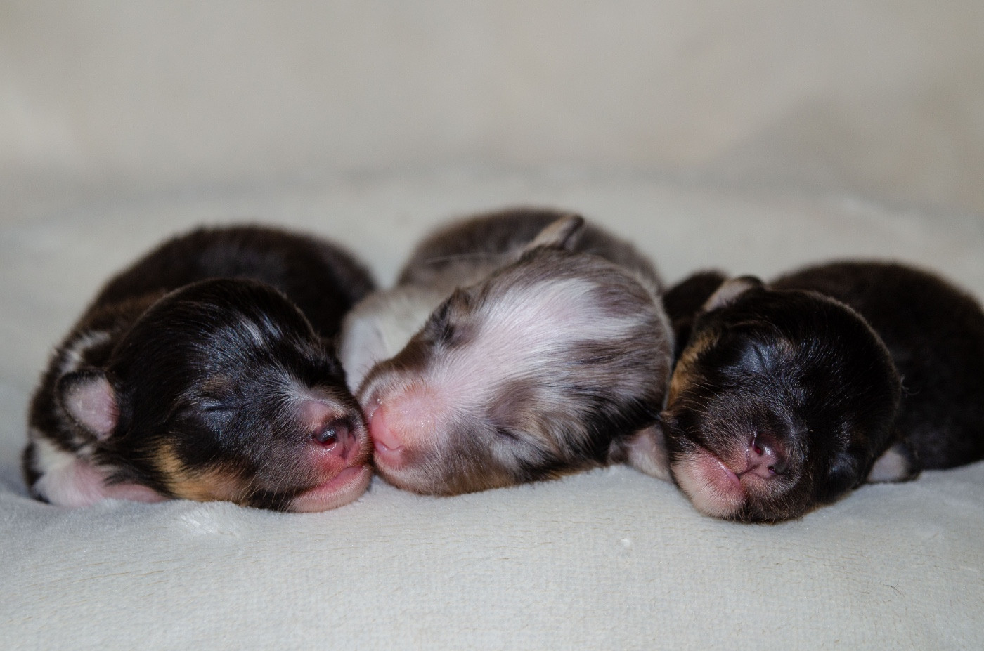 Du Rivage D'Opaline - Shetland Sheepdog - Portée née le 16/02/2026